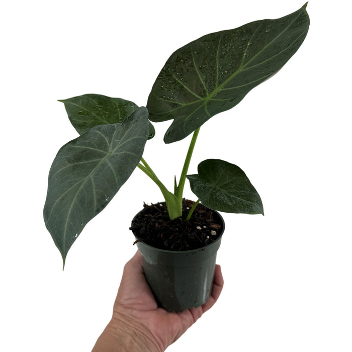 Alocasia Regal Shields- Starter Plant/4" Grower Pot