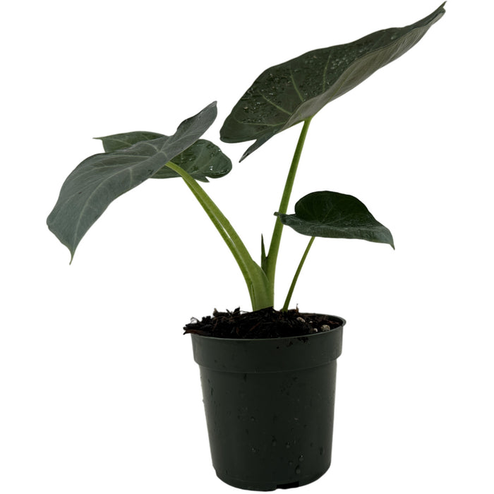 Alocasia Regal Shields- Starter Plant/4" Grower Pot