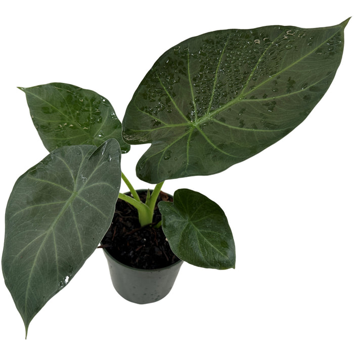 Alocasia Regal Shields- Starter Plant/4" Grower Pot