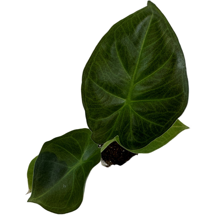 Alocasia Regal Shields- Starter Plant/4" Grower Pot