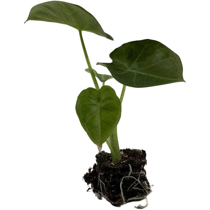 Alocasia Regal Shields- Starter Plant/4" Grower Pot