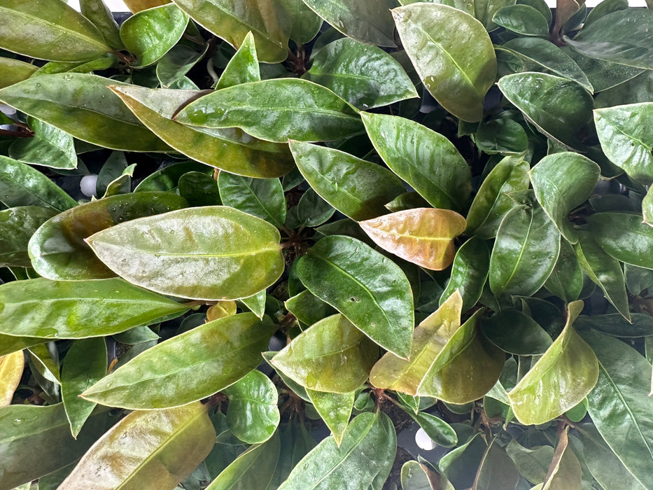 Anthurium Superbum-4" Grower Pot
