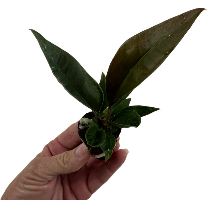 Anthurium Superbum-4" Grower Pot