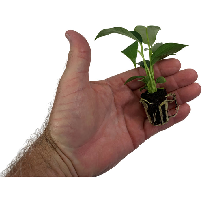 Anthurium Pizzazz- Starter Plant/4" Grower Pot