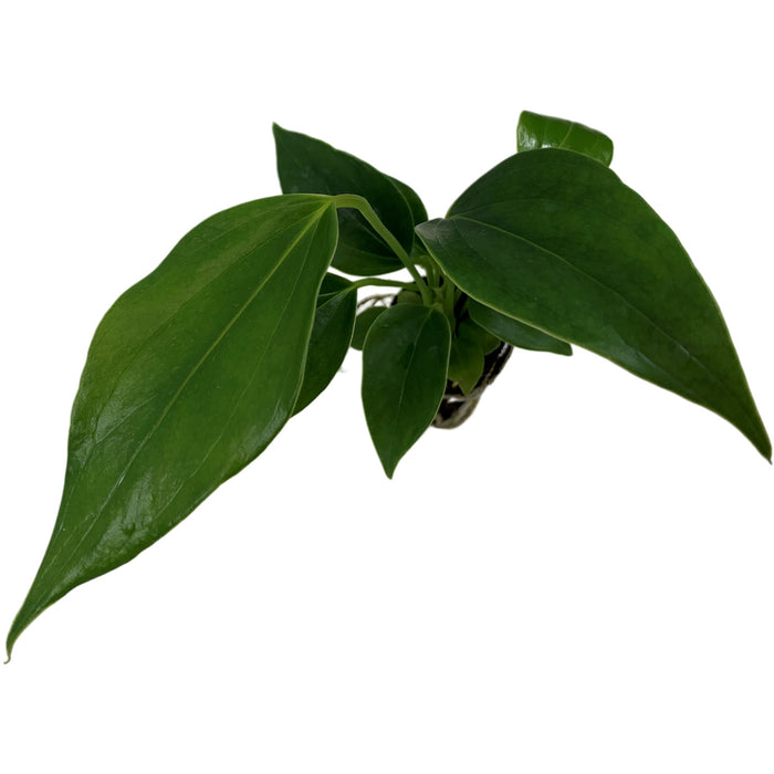 Anthurium Pizzazz- Starter Plant/4" Grower Pot