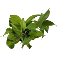 Philodendron Brasil 4" Grower Pot