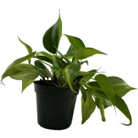 Philodendron Brasil 4" Grower Pot