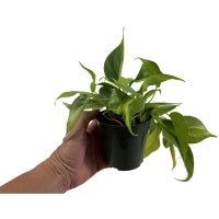 Philodendron Brasil 4" Grower Pot