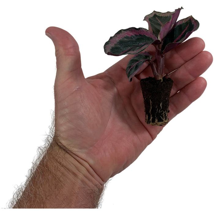 Calathea Roseotica Angela Starter Plant or 4" Grower Pot
