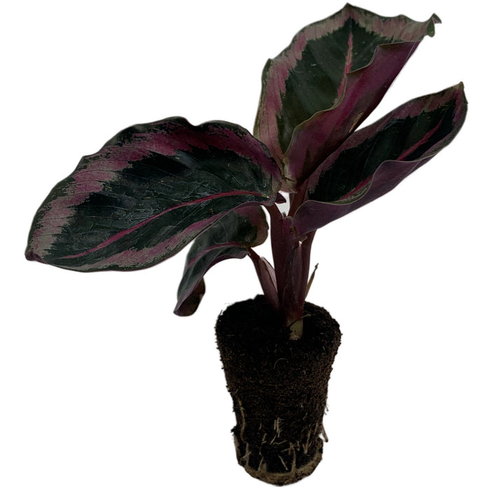 Calathea Roseotica Angela Starter Plant or 4" Grower Pot