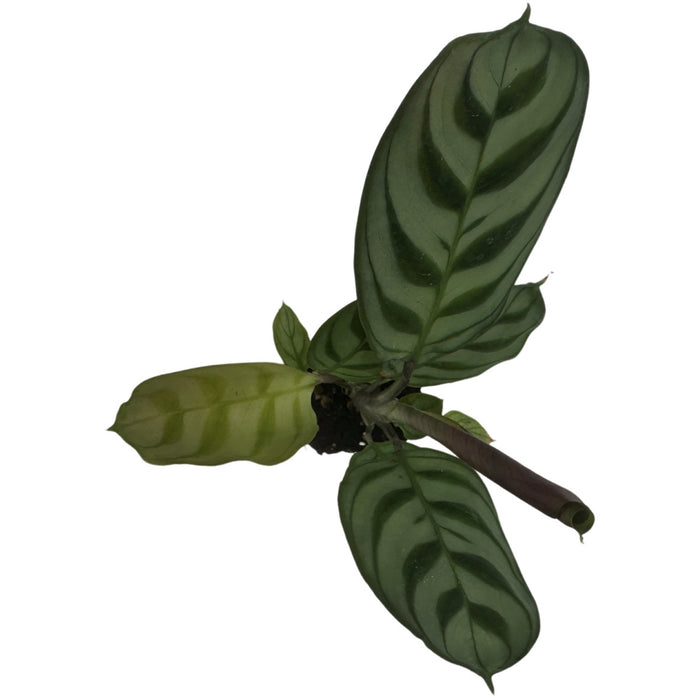 Calathea Burle Marx  4" Grower Pot