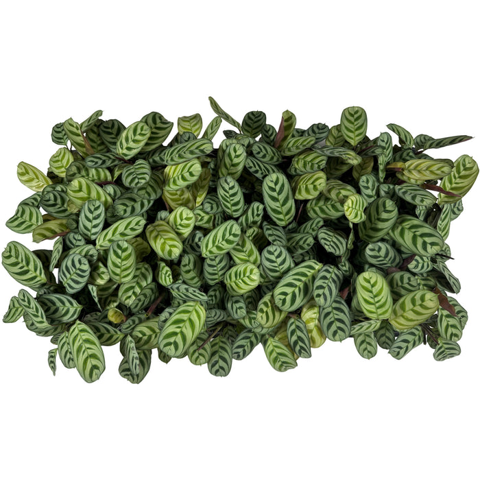 Calathea Burle Marx  4" Grower Pot