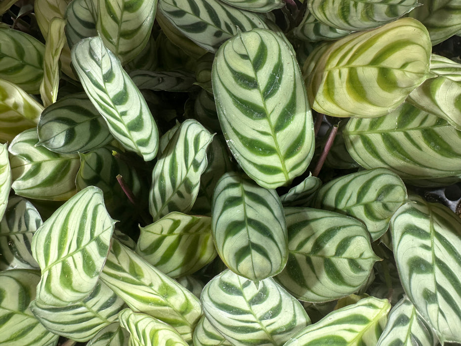 Calathea Burle Marx  4" Grower Pot
