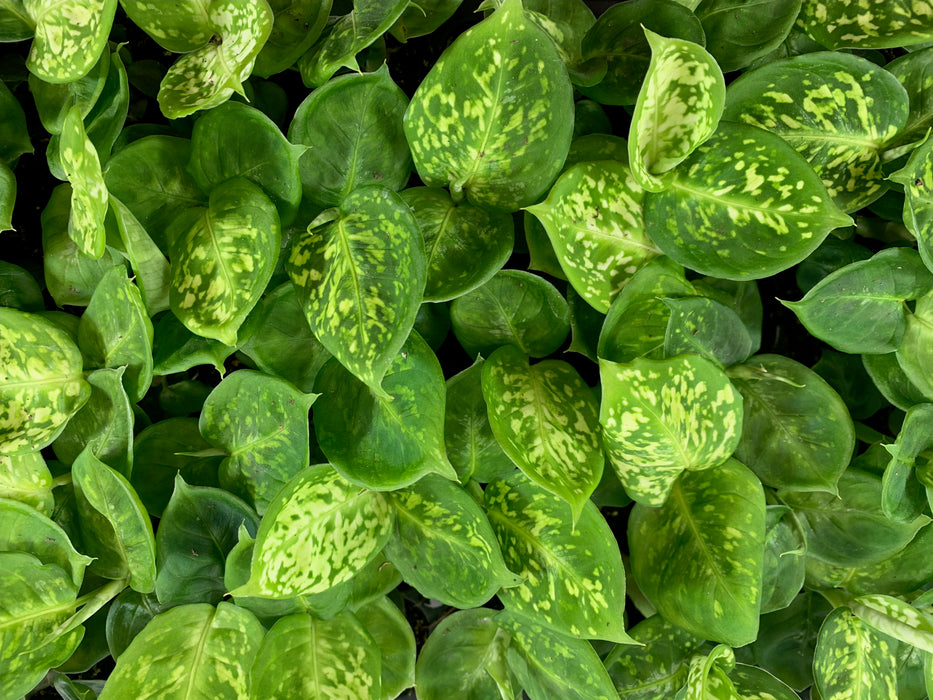 Dieffenbachia Reflector-Starter Plant or 4" Grower Pot