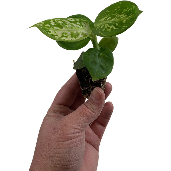 Dieffenbachia Reflector-Starter Plant or 4" Grower Pot
