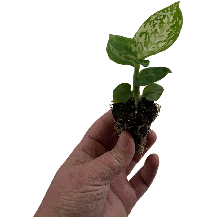 Dieffenbachia Reflector-Starter Plant or 4" Grower Pot