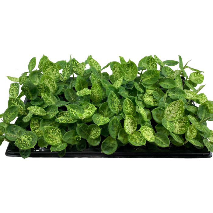 Dieffenbachia Reflector-Starter Plant or 4" Grower Pot