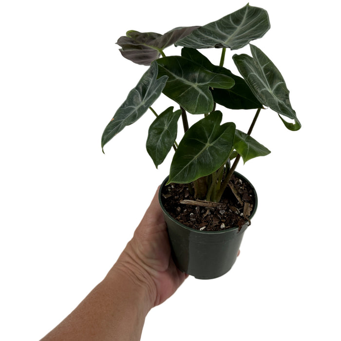 Alocasia Ebony-Starter Plant/4" Grower Pot