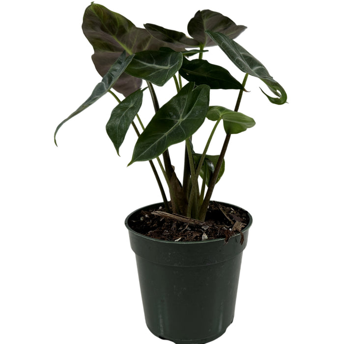 Alocasia Ebony-Starter Plant/4" Grower Pot