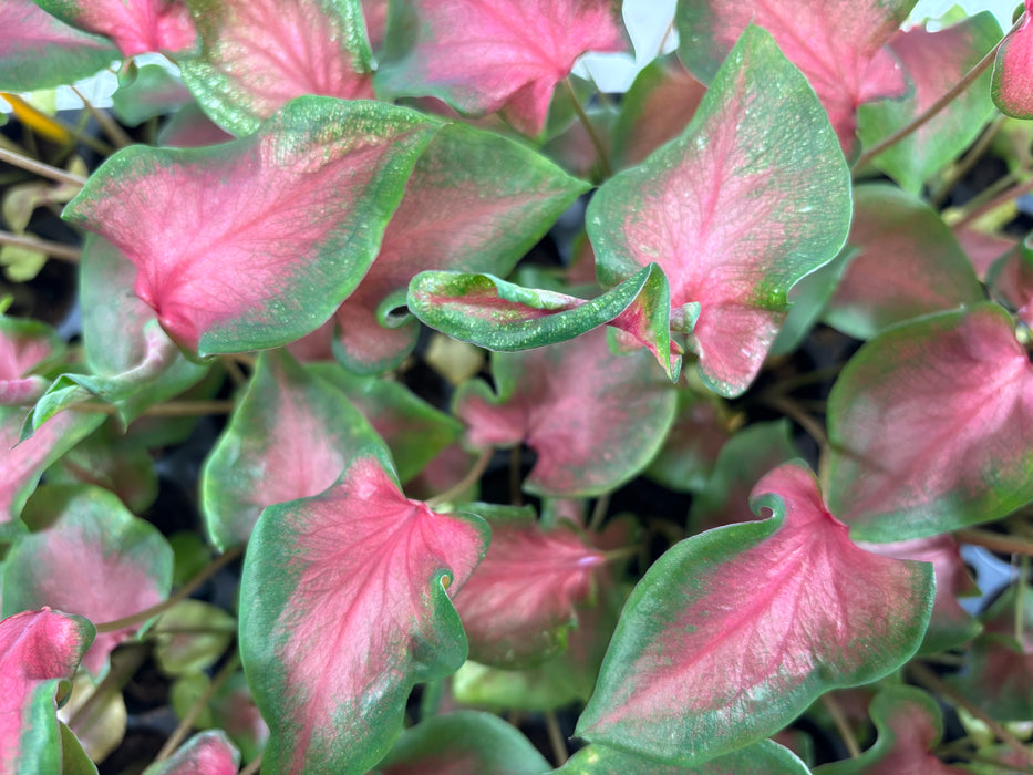 Caladium Fairy Tale Princess- 4" Grower Pot