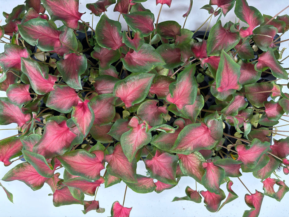 Caladium Fairy Tale Princess- 4" Grower Pot