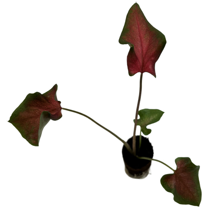 Caladium Fairy Tale Princess- 4" Grower Pot