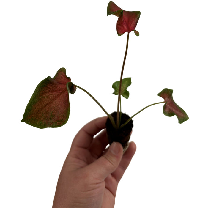 Caladium Fairy Tale Princess- 4" Grower Pot