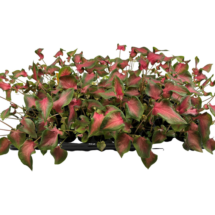 Caladium Fairy Tale Princess- 4" Grower Pot