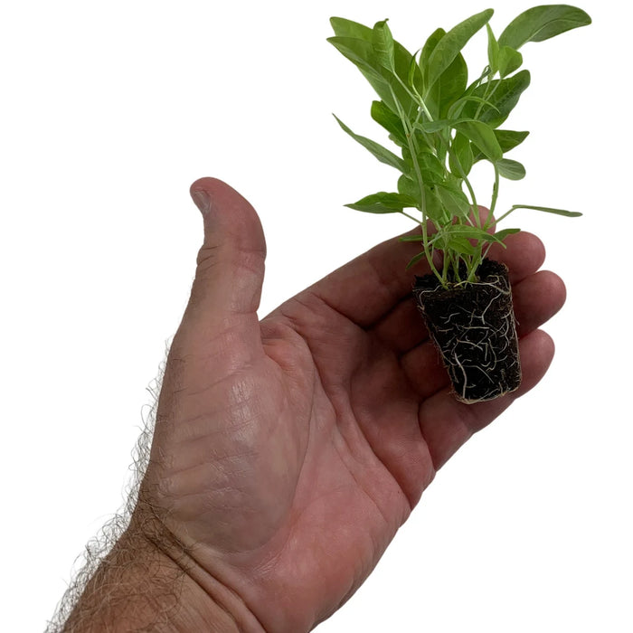 Ficus Altissima Yellow Gem Starter Plant & 4" Grower Pot