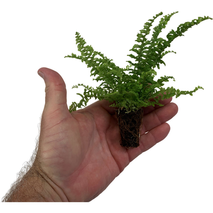 Nephrolepis "Fluffy Ruffles"- Starter Plant/4" Grower Pot
