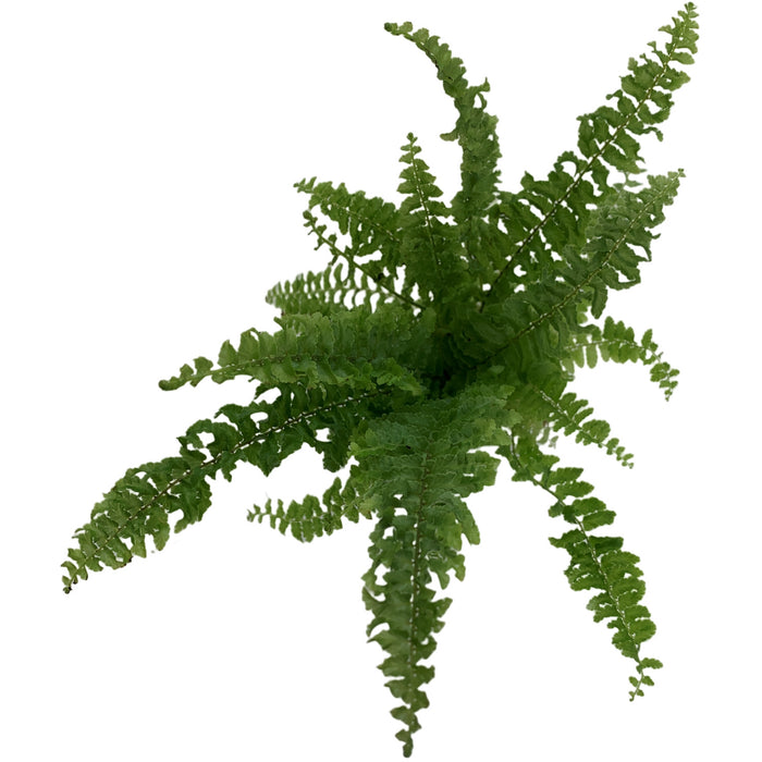 Nephrolepis "Fluffy Ruffles"- Starter Plant/4" Grower Pot