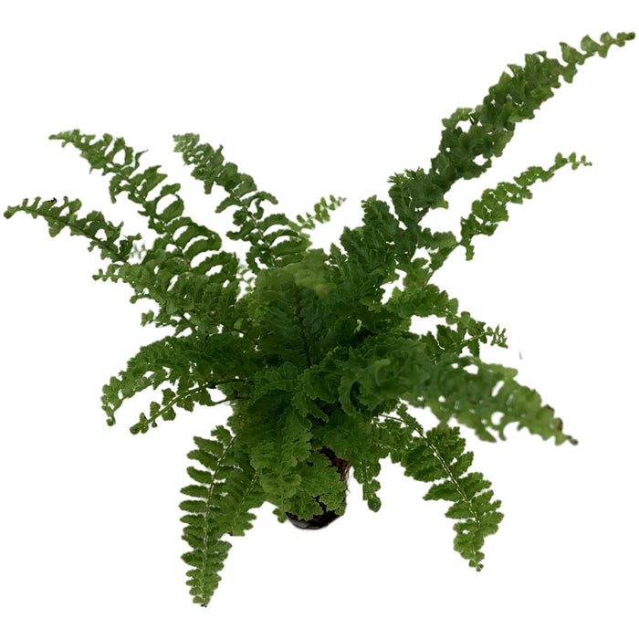 Nephrolepis "Fluffy Ruffles"- Starter Plant/4" Grower Pot