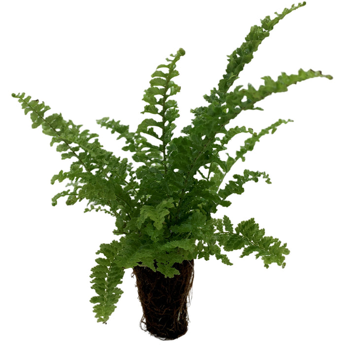 Nephrolepis "Fluffy Ruffles"- Starter Plant/4" Grower Pot