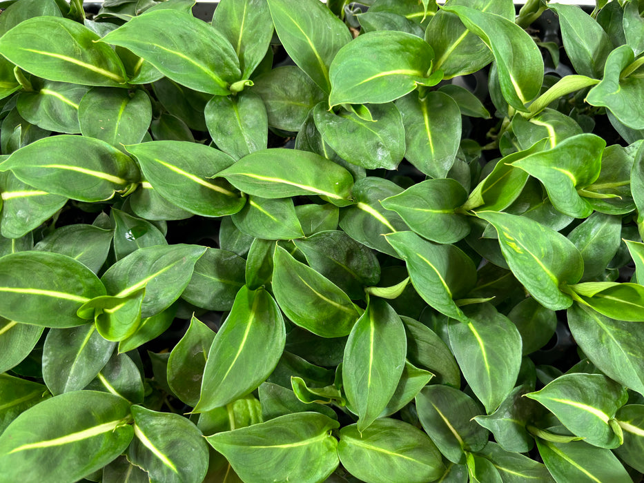 Dieffenbachia Greeen Magic-Starter Plant or 4" Grower Pot
