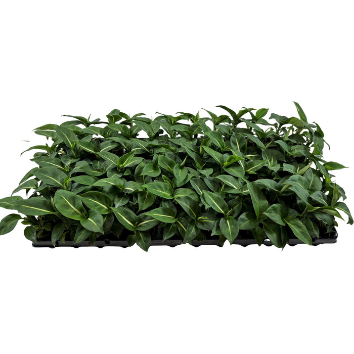 Dieffenbachia Greeen Magic-Starter Plant or 4" Grower Pot