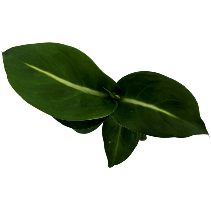 Dieffenbachia Greeen Magic-Starter Plant or 4" Grower Pot