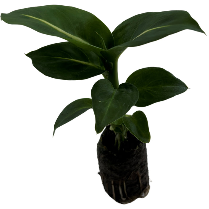 Dieffenbachia Greeen Magic-Starter Plant or 4" Grower Pot