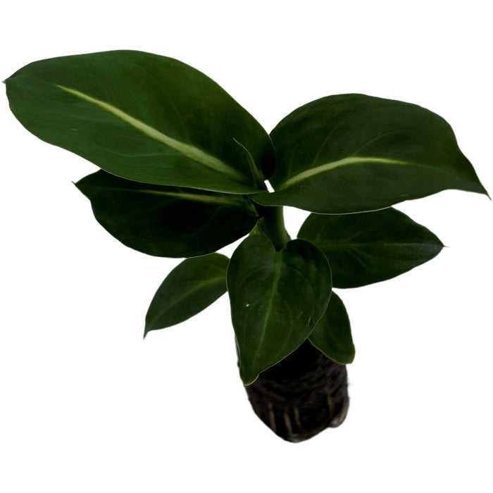 Dieffenbachia Greeen Magic-Starter Plant or 4" Grower Pot