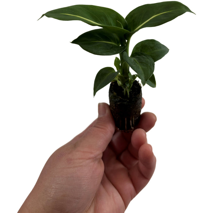 Dieffenbachia Greeen Magic-Starter Plant or 4" Grower Pot