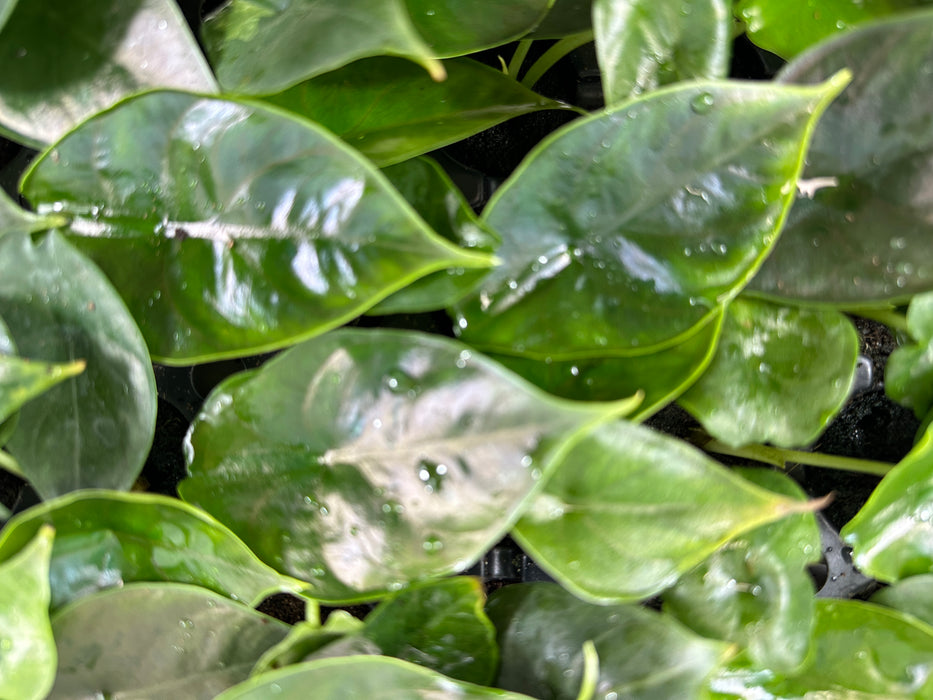 Alocasia Green Unicorn-Starter Plant