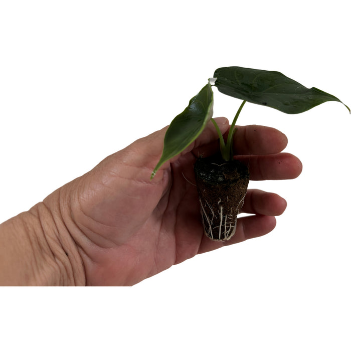 Alocasia Green Unicorn-Starter Plant