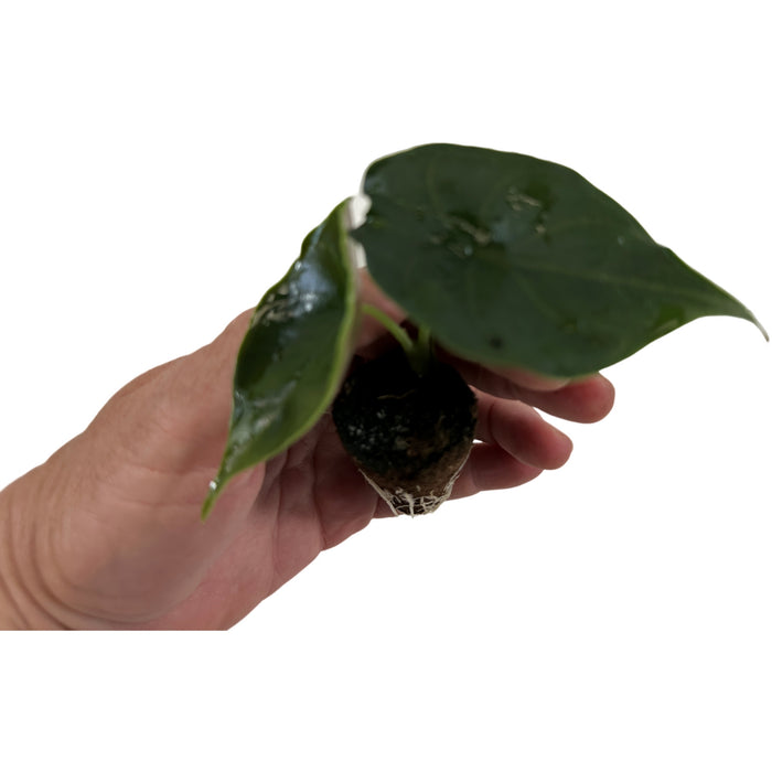 Alocasia Green Unicorn-Starter Plant