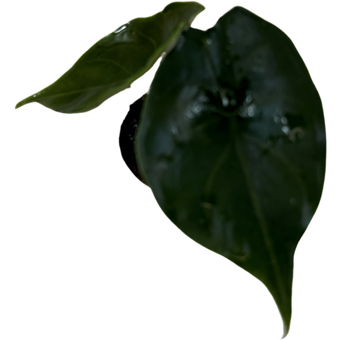 Alocasia Green Unicorn-Starter Plant