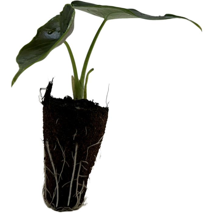 Alocasia Green Unicorn-Starter Plant