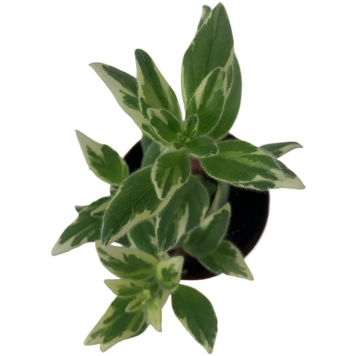 Harmony Columnea Light Prince 2" Grower Pot