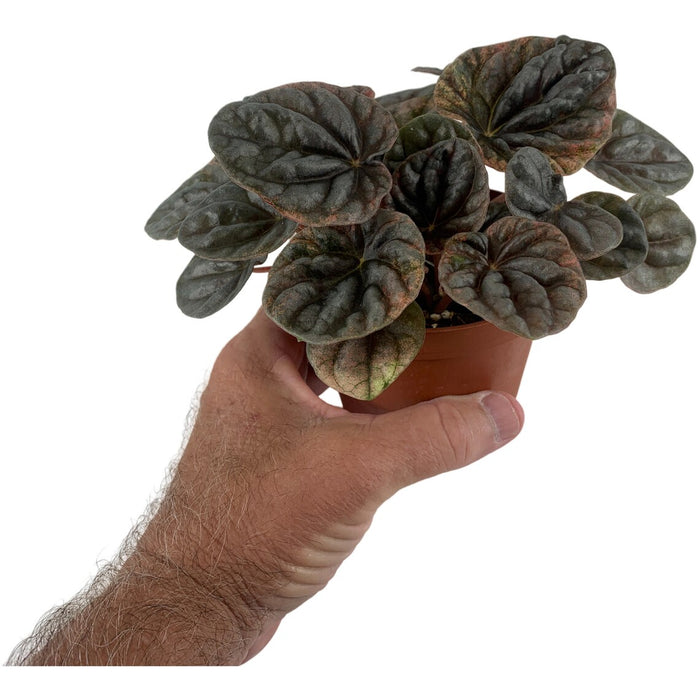 Peperomia Abricos 4" Grower Pot