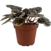 Peperomia Abricos 4" Grower Pot