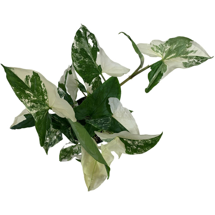 Sygonium Podophyllum Albo-4" Grower Pot/6" Grower Pot