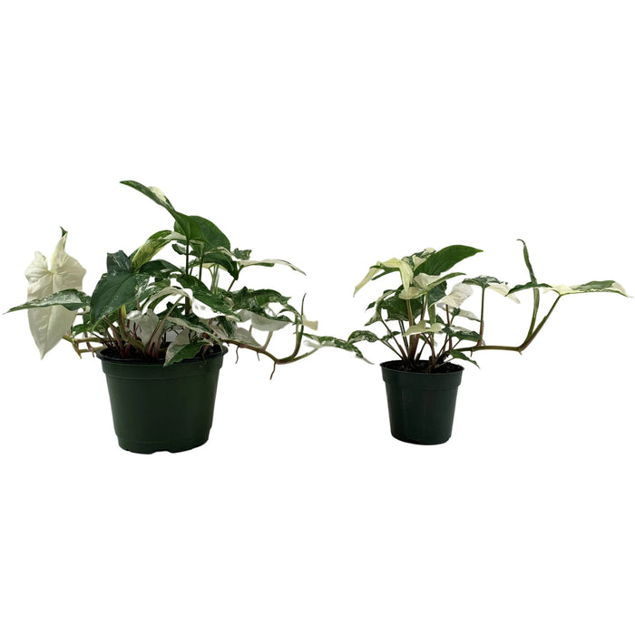 Sygonium Podophyllum Albo-4" Grower Pot/6" Grower Pot