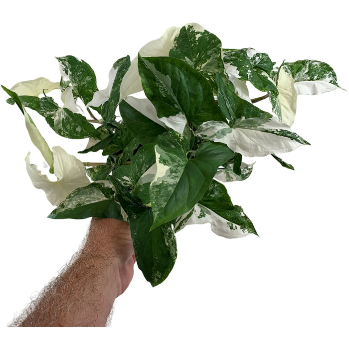 Sygonium Podophyllum Albo-4" Grower Pot/6" Grower Pot